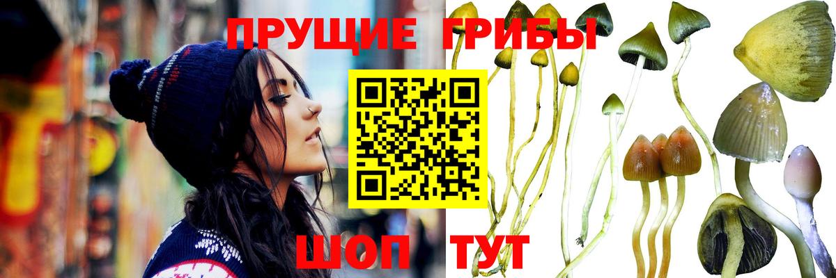 Галлюциногенные грибы Psilocybine cubensis Богданович